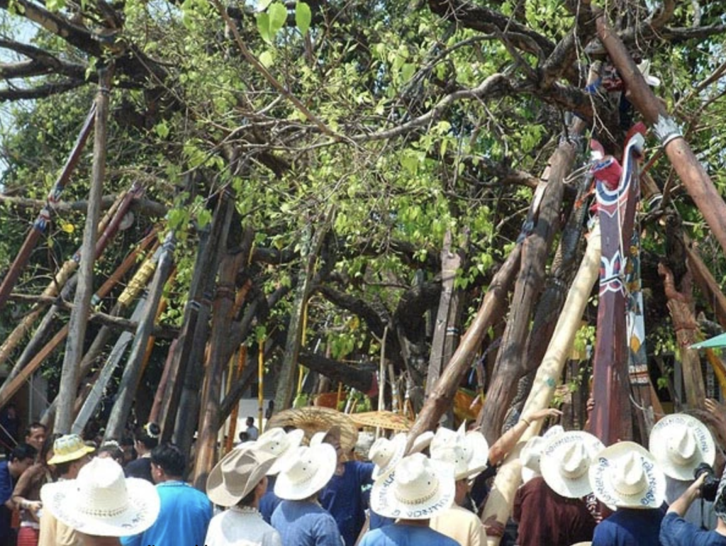 งานประเพณีแห่ไม้ค้ำโพธิ์ วัฒนธรรม